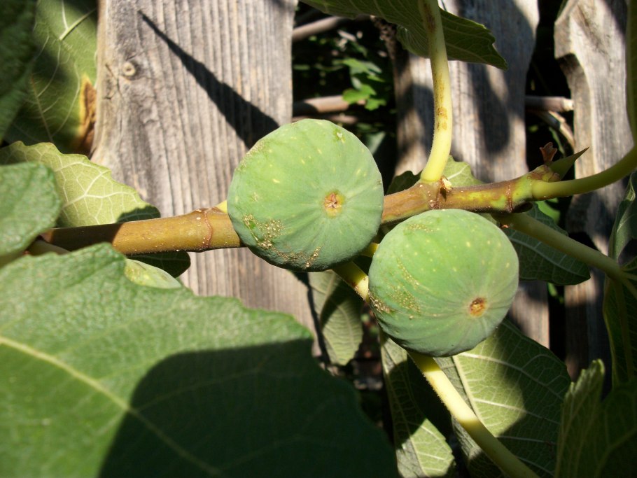 Инжир комнатный