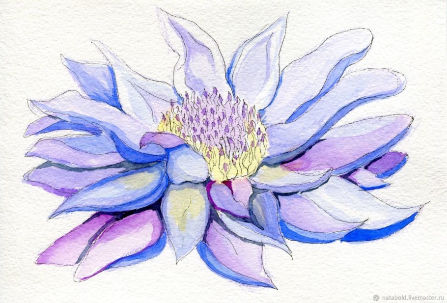 Кувшинка белая