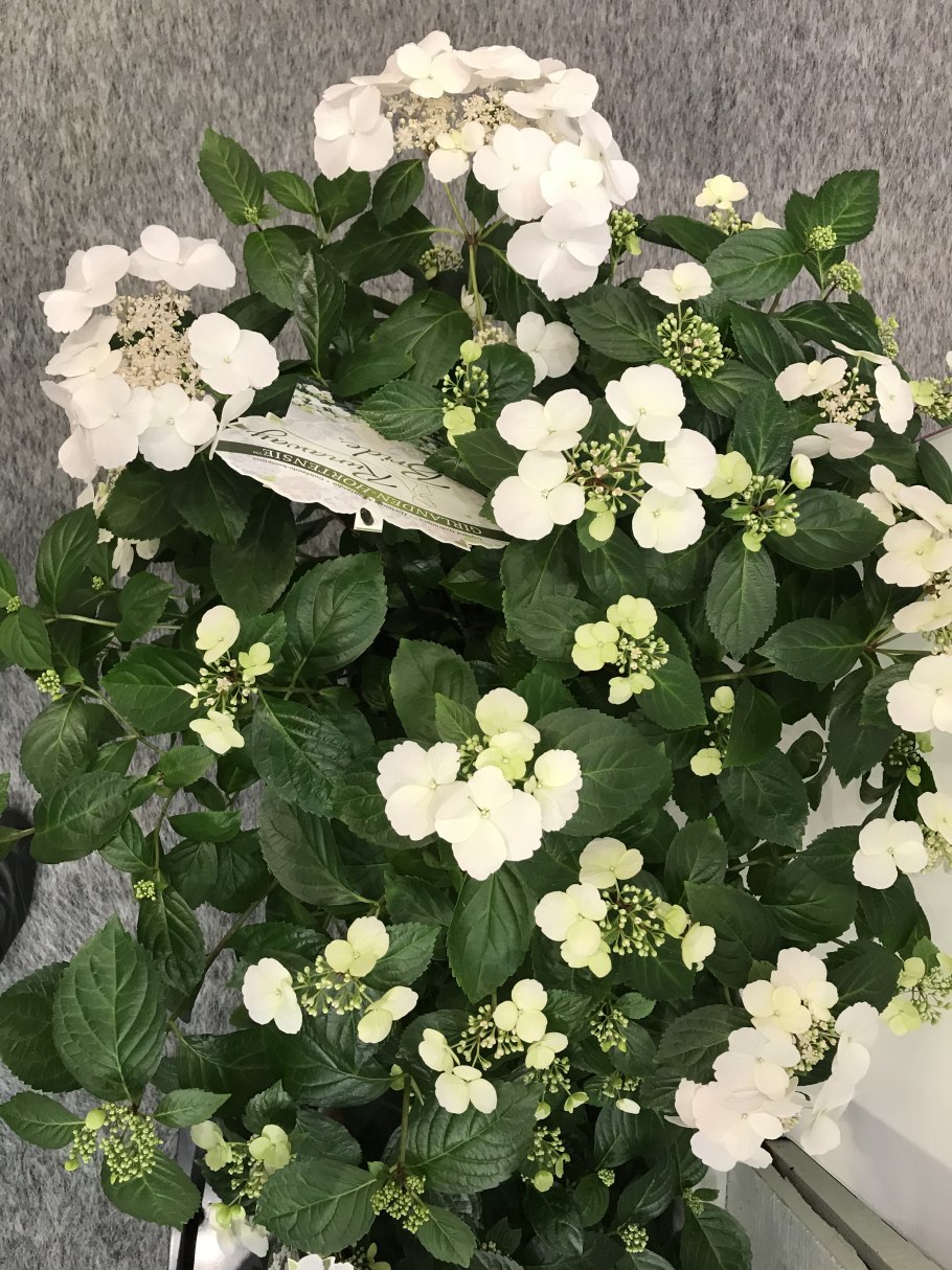 Гортензия ампельная Runaway Bride