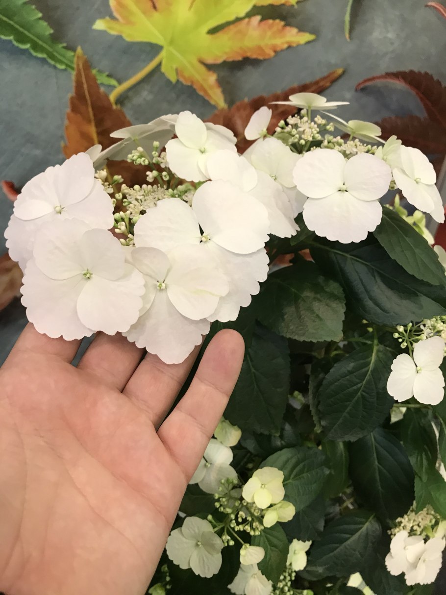 Ампельная гортензия Сбежавшая невеста