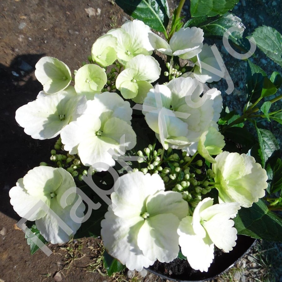 Ранвей Брайд ампельная