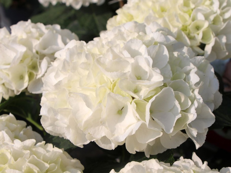 Гортензия френч болеро Пинк