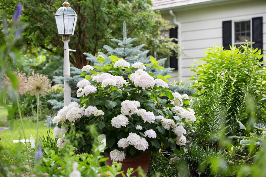 Гортензия древовидная фото