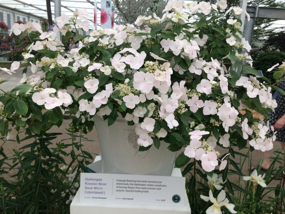 Гортензия ампельная Ранэвэй