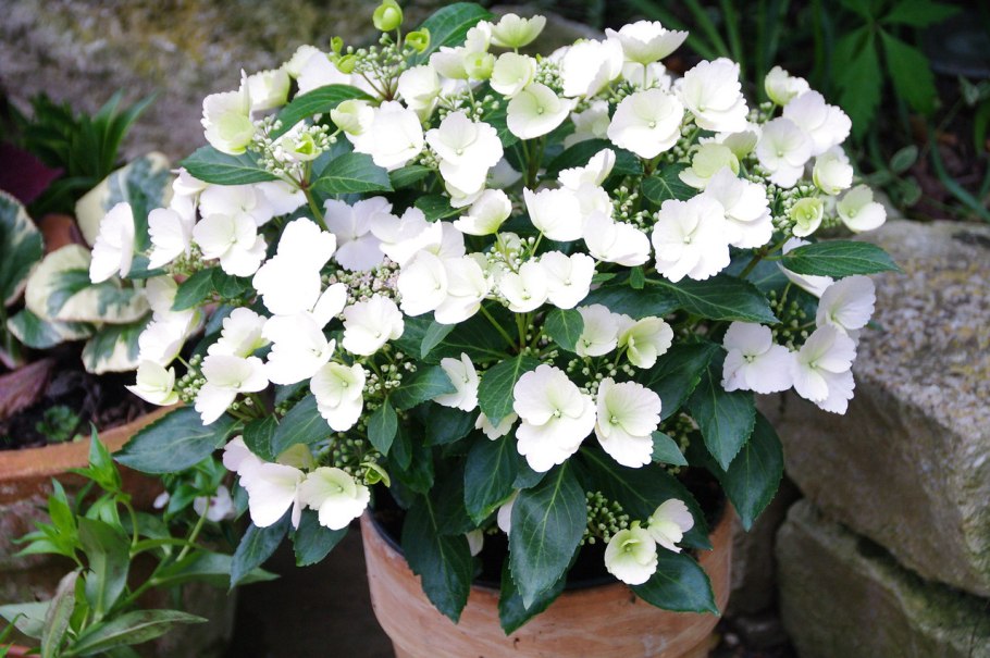 Гортензия Ранэвей Брайд