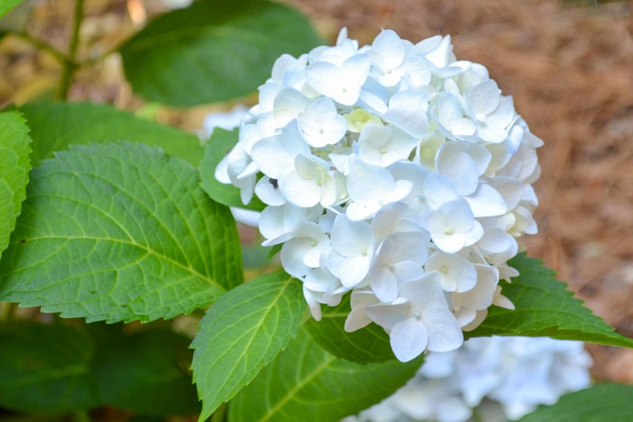 Лестница с цветами Свадебные платья