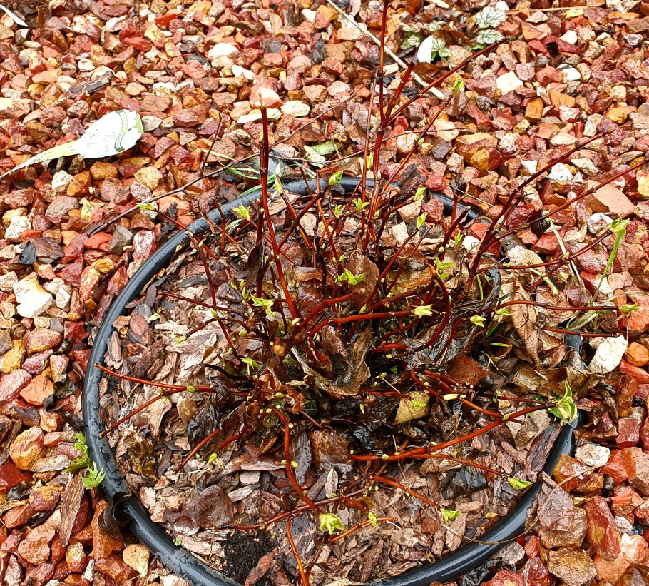 Сбежавшая невеста гортензия- от 300р