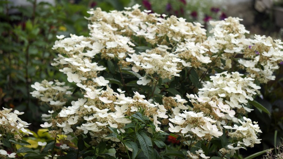 Ампельная гортензия Сбежавшая невеста