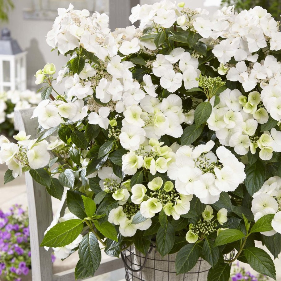 Гортензия гибридная Ранвей Брайд