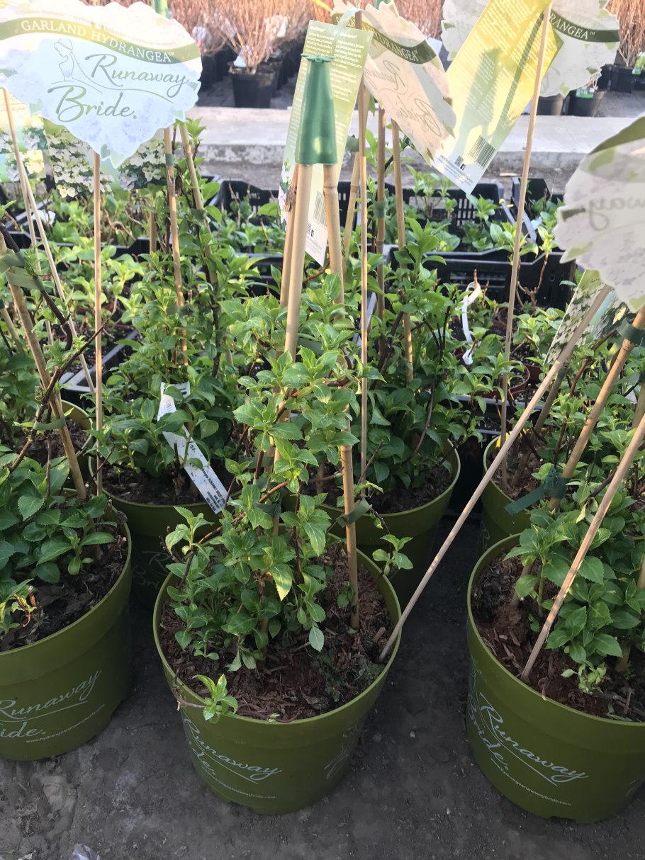 Гортензия Snow White