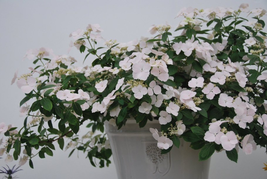 Гортензия Ранэвей Брайд