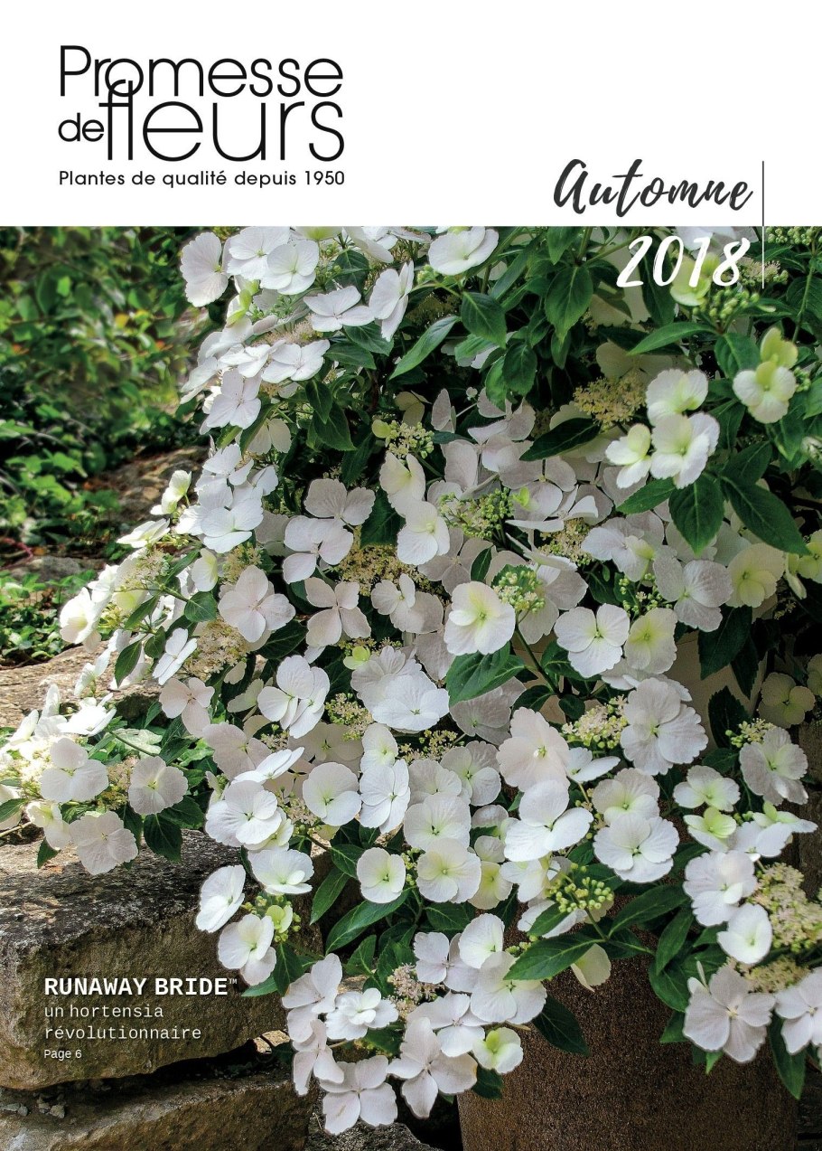 Гортензия макрофила Сноуболл (Snowball)