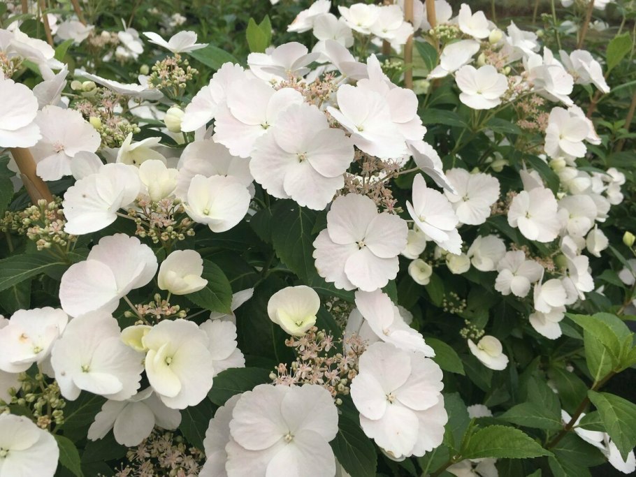 Ампельная гортензия Сбежавшая невеста