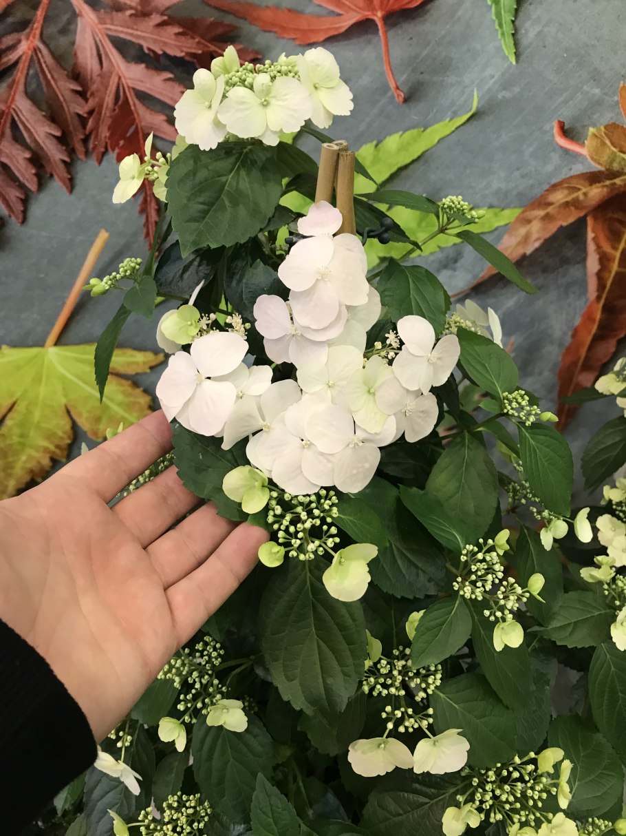 Гортензия Ранвей Брайд