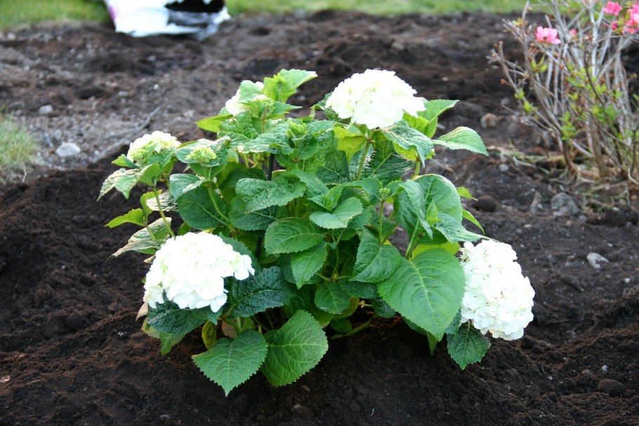 Гортензия крупнолистная блашинг Брайд