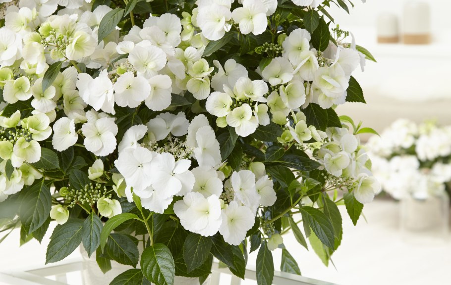 Гортензия гибридная Ранэвэй Брайд