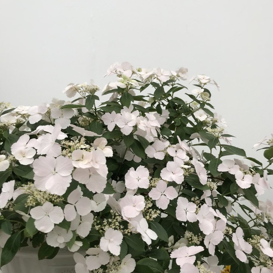 Цветок Сбежавшая невеста