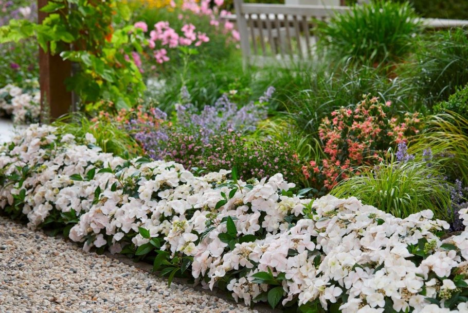 Ампельная гортензия Сбежавшая невеста