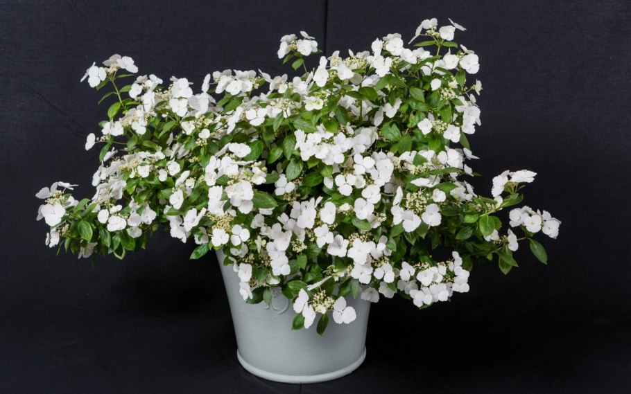 Гортензия РАНВЭЙ Брайд