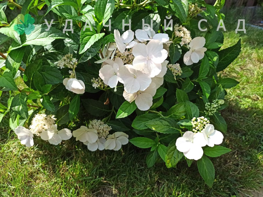 French Bolero гортензия