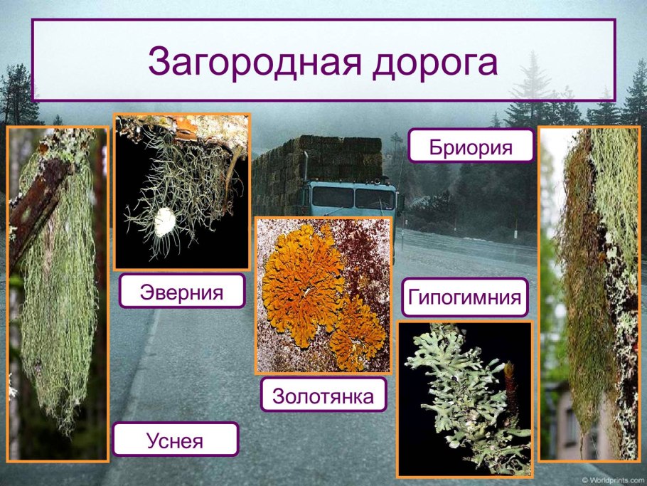 Гипогимния, ксантория, пармелия