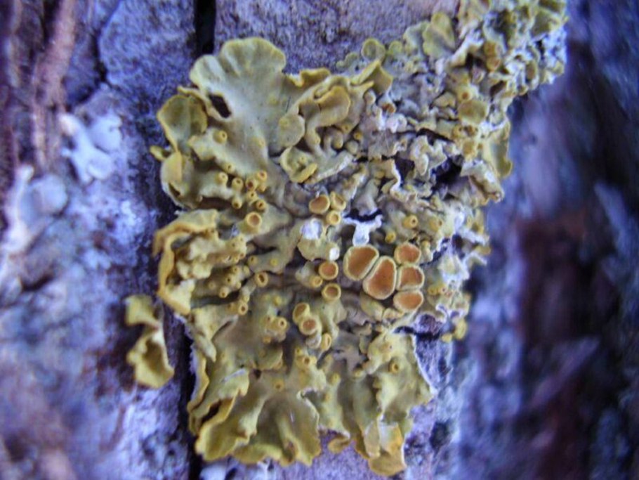 Пепельник лишайник