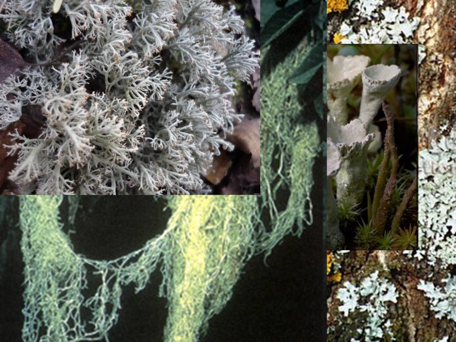 Желтый лишайник