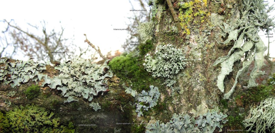 Гонидии лишайников