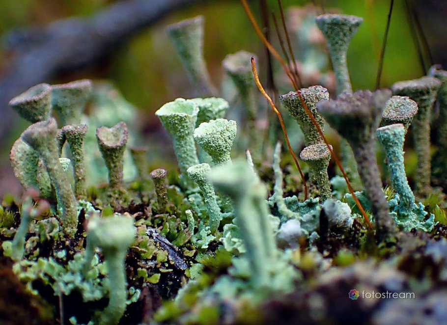 Листоватые лишайники презентация