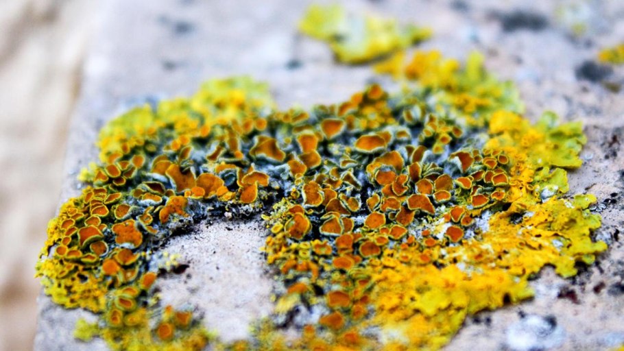 Мох кладония