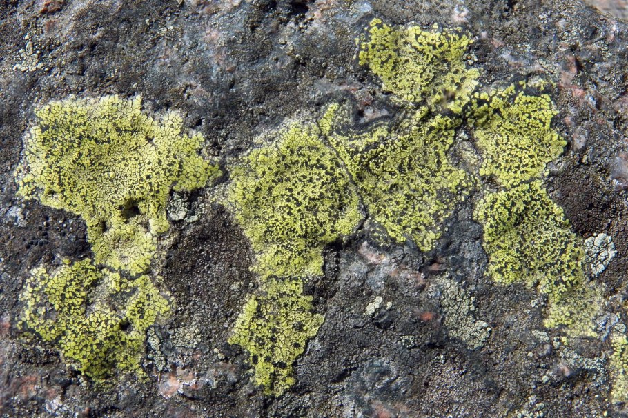Cladonia cristatella