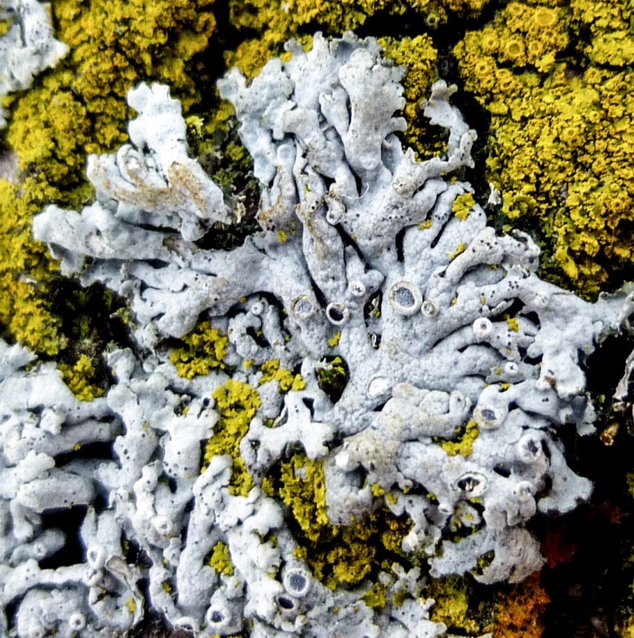 Pseudevernia furfuracea