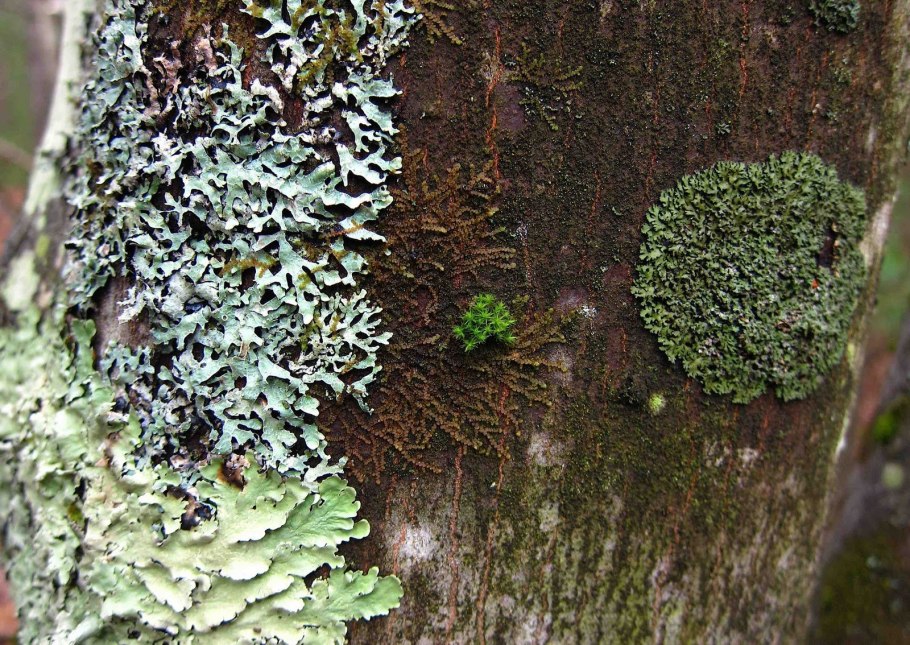Specklebelly Lichens