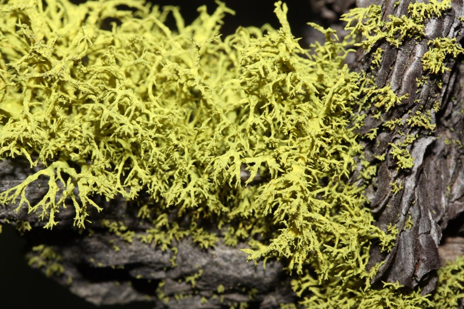 Лобария зеленеющая