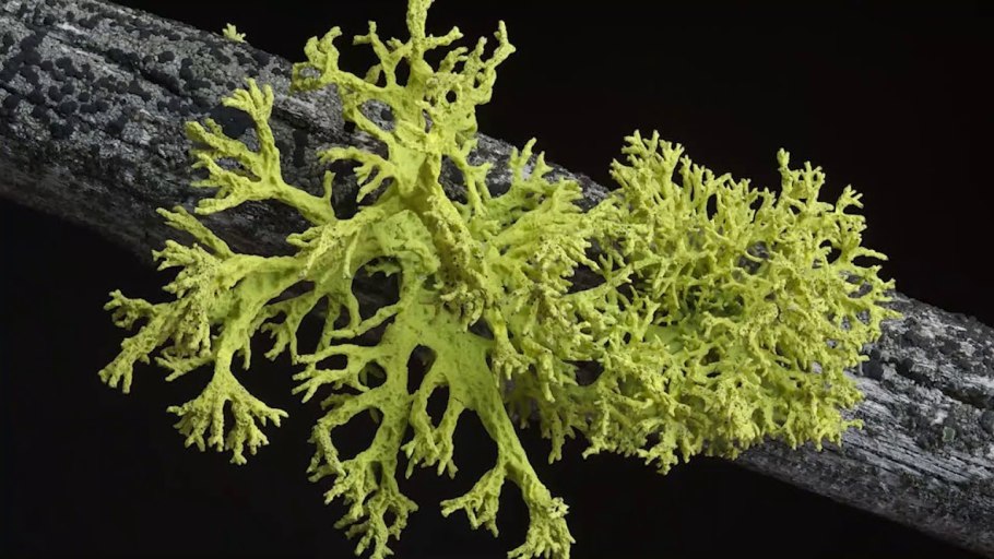 Рассела лишайник