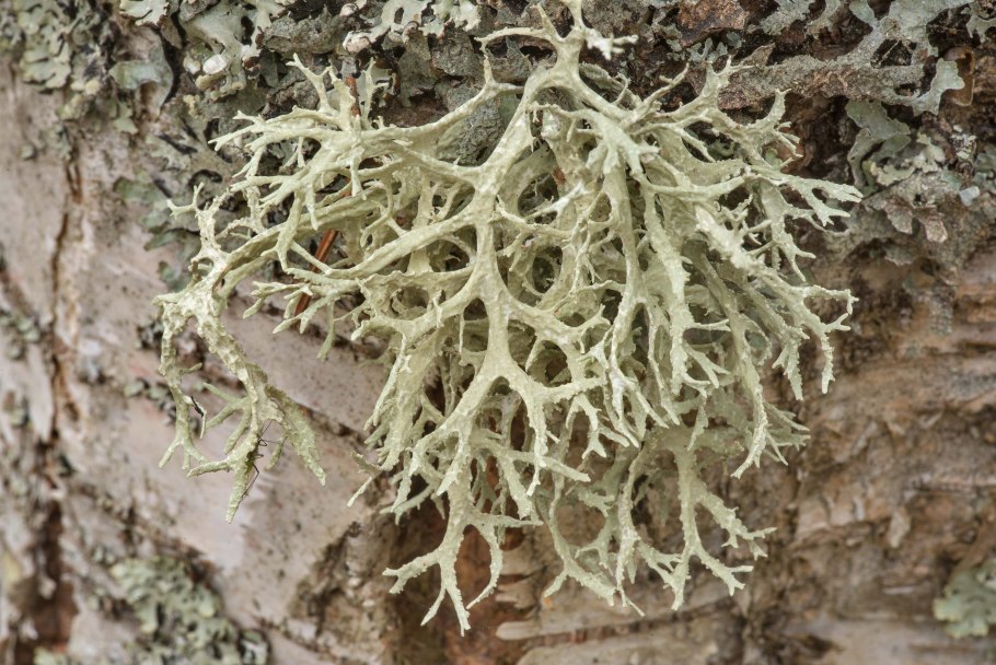 Тукнерария Лаурера