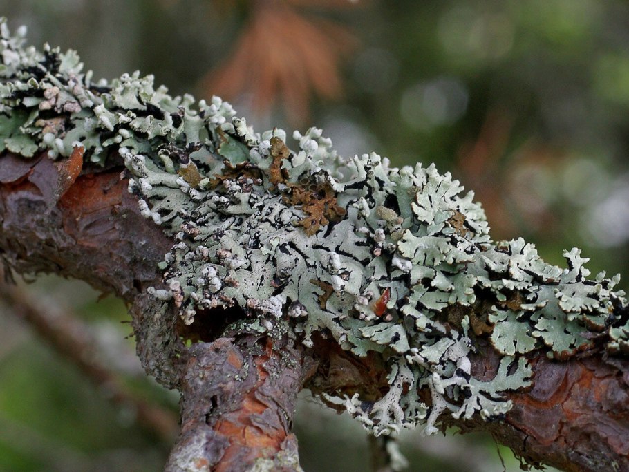 Лишайники в воде