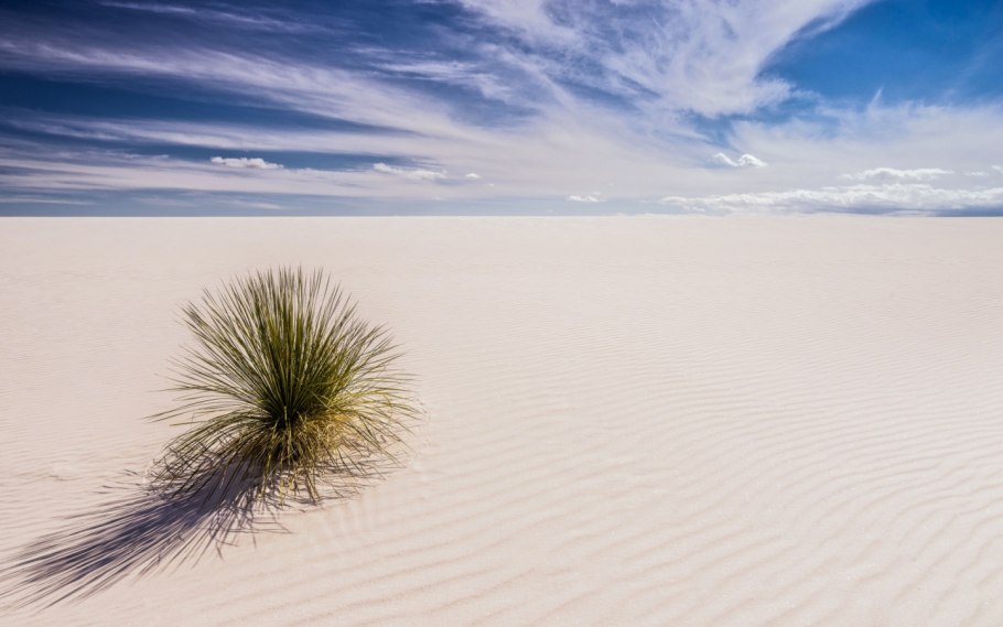 Дерево ситтим Акация