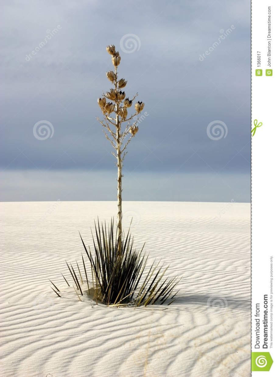 Растения пустыни раскраска