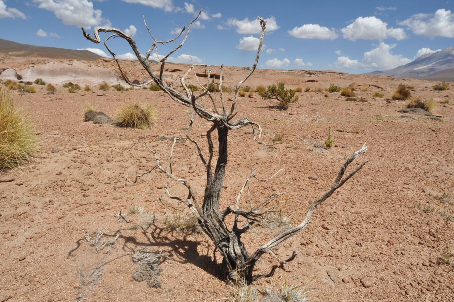 Форма стебля у кактуса