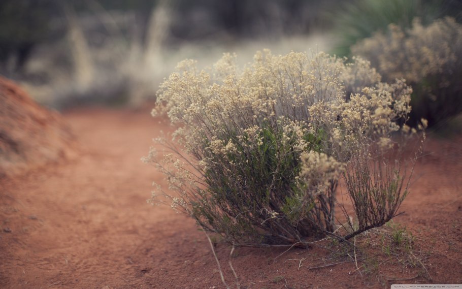Джузгун солончак