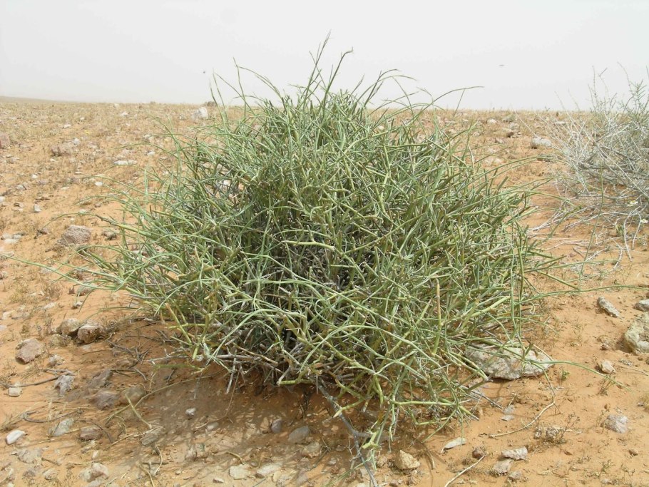 Растительность пустыни Атакама