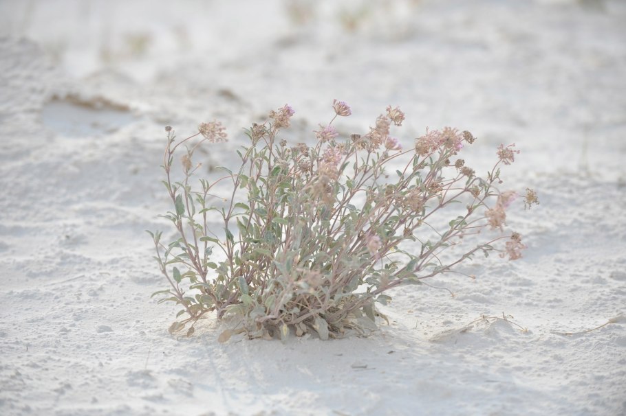 Джузгун растение пустыни