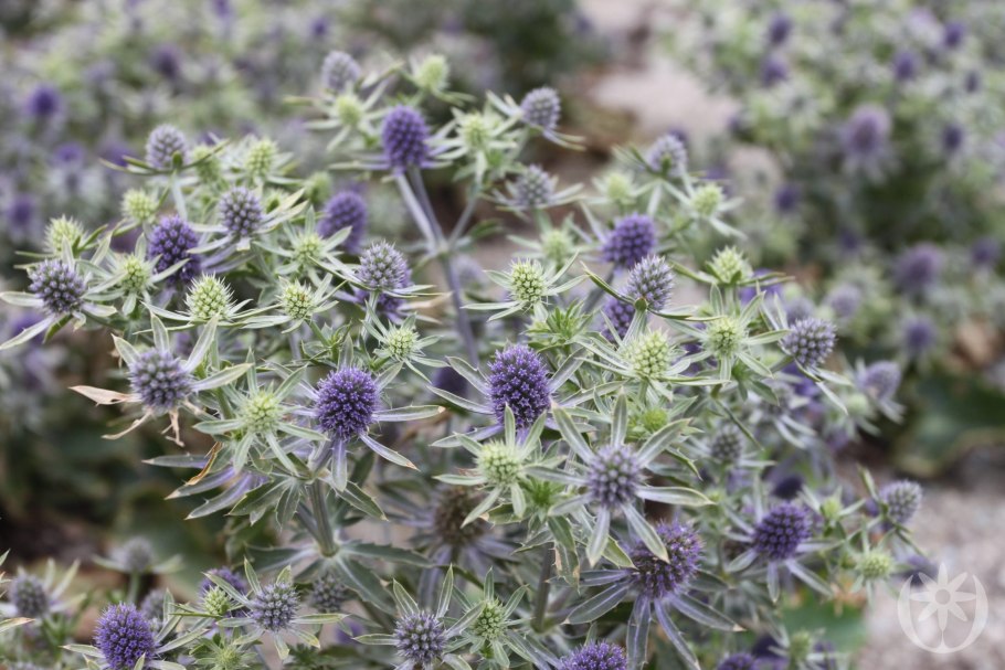 Синеголовник (Eryngium)