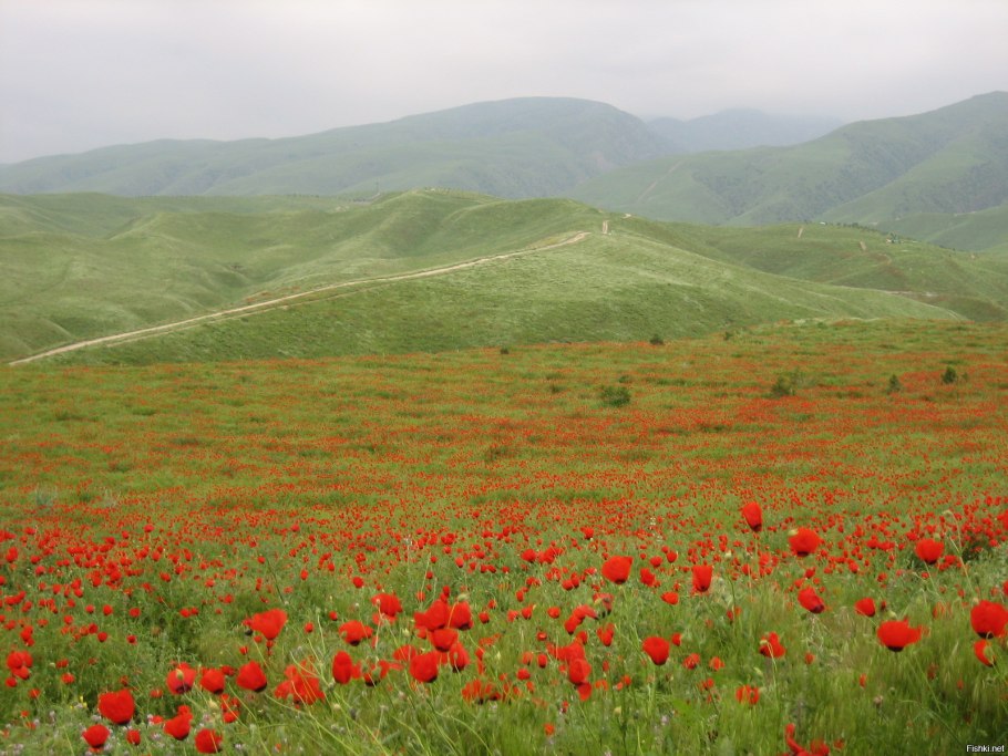 Бадхызский заповедник Туркменистана