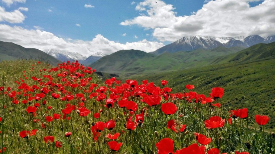 Горный Алтай Альпийские Луга