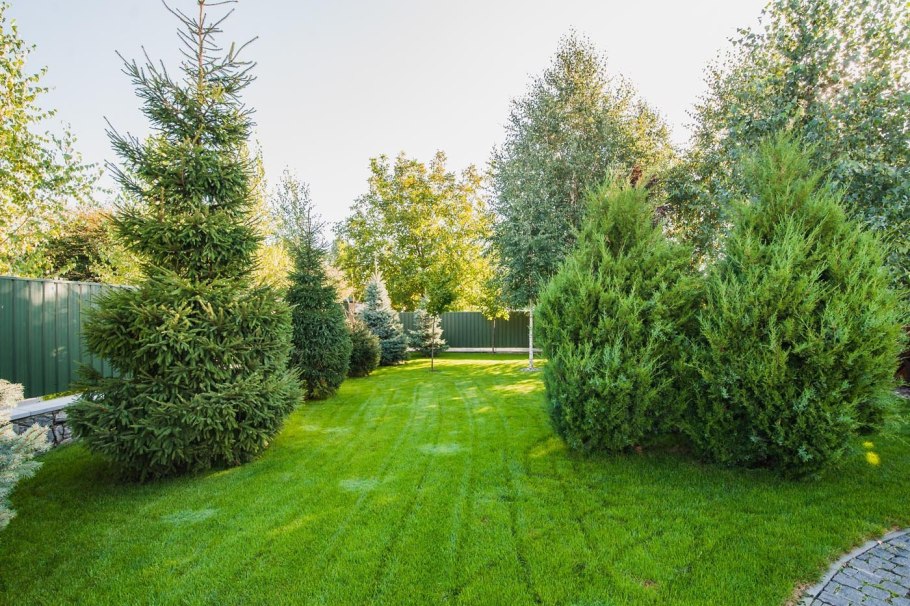 Сосна Кедровая изгородь