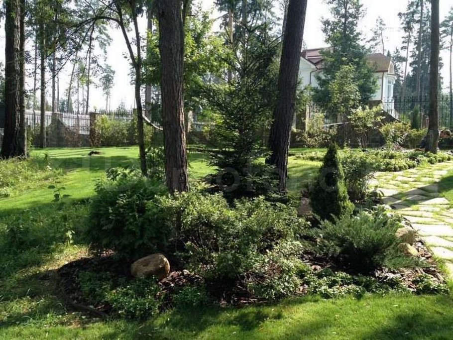 Ландшафт лесного участка с соснами Урал