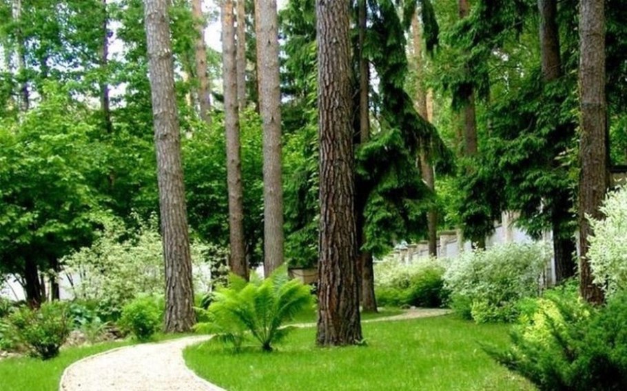 Ландшафт в Сосновом лесу