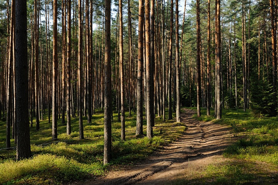 Сосновый Бор Костанай лес